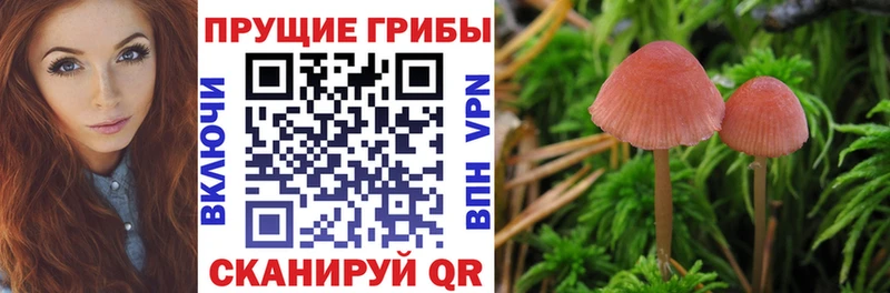 где купить наркоту  Дубна  Галлюциногенные грибы MAGIC MUSHROOMS 